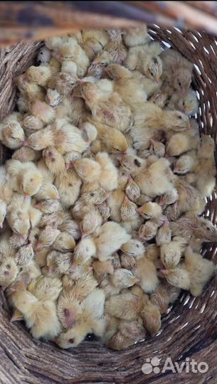 Перепела 11 апреля