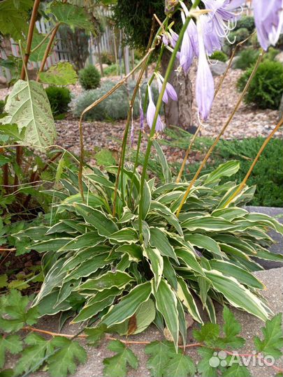 Хоста Стилетто