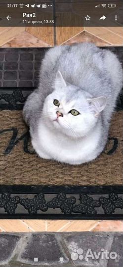 Британец серебристая шиншилла