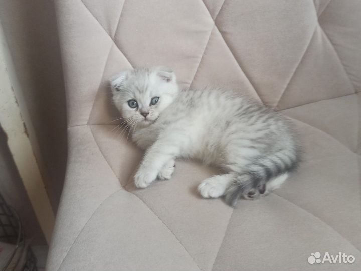 Шотландские котята