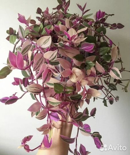 Традесканция трикалор