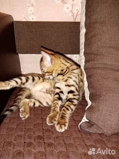 Бенгальская