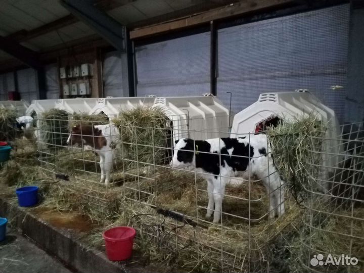 Телята. Бычки