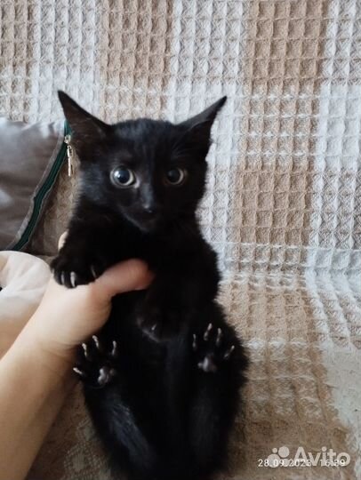 Черный котенок