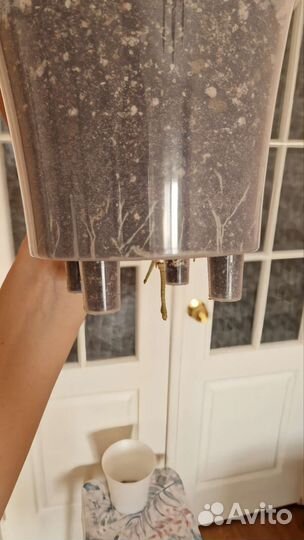 Сансевиерия цилиндрика