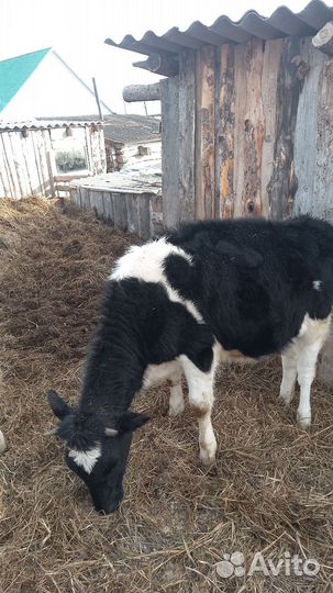 Тёлки 2штуки