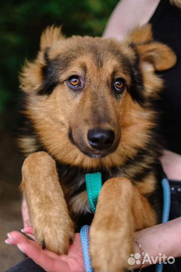 Красивый, ласковый, нежный щенок из приюта в дар