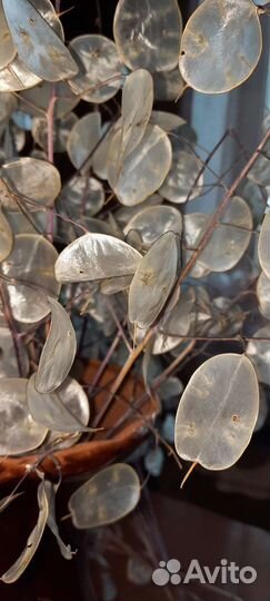 Семена Лунария