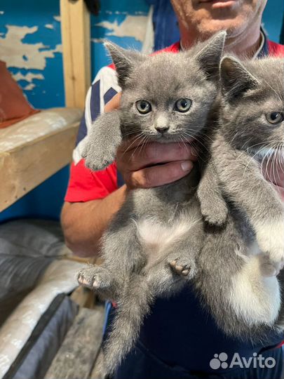 Котята в добрые руки бесплатно