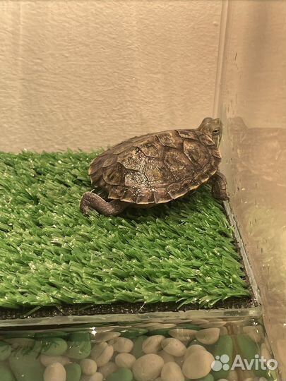 Красноухие черепашки