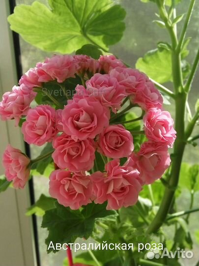 Пеларгонии сортовые Австралийская роза, Розалинда