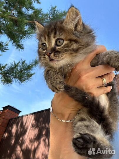 Сибирские котята