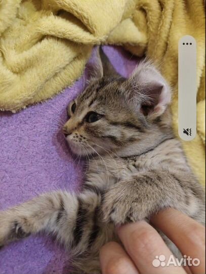 Кошки