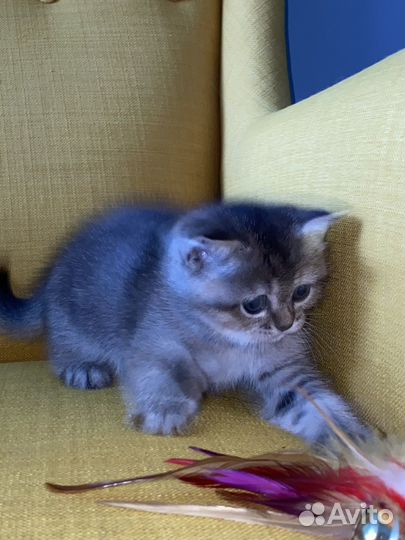 Британские котята