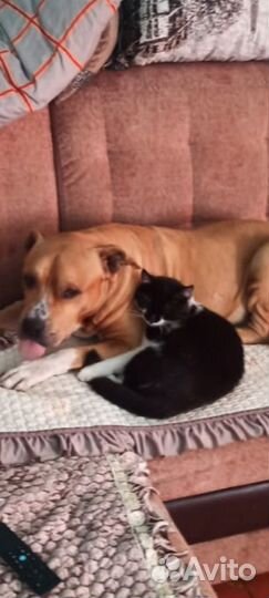 Отдам кота в добрые руки