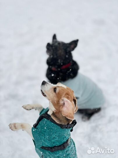 Передержка собак и кошек квартирного типа