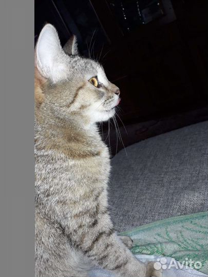 Кошечка 11 мес