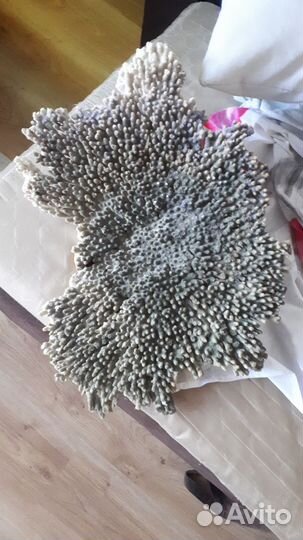 Корал морской