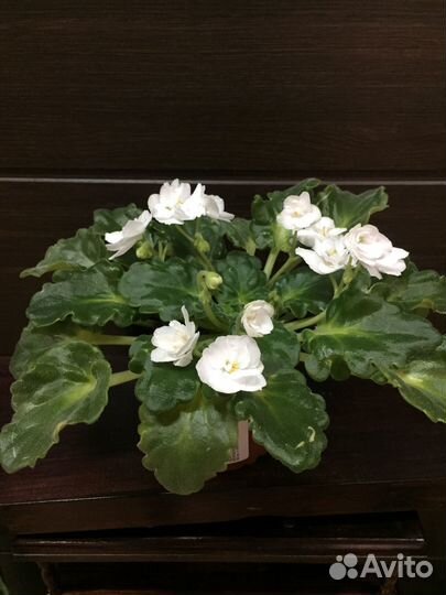 Сенполия (фиалка узамбарская)