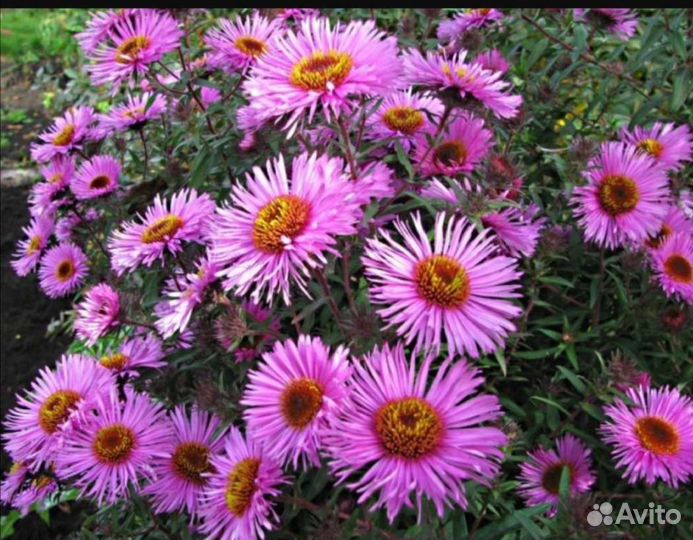 Многолетники-Красота от Моники. От