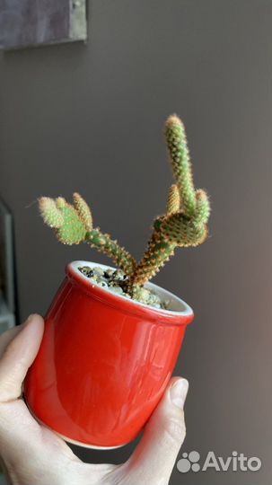 Кактус опунция