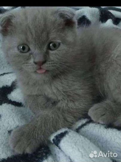 Британский котик ищет невесту (вязка)