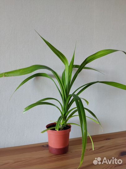 Комнатное растение Панданус (пальма)