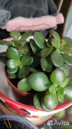 Цветы и деревья