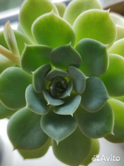 Кактусы и суккуленты