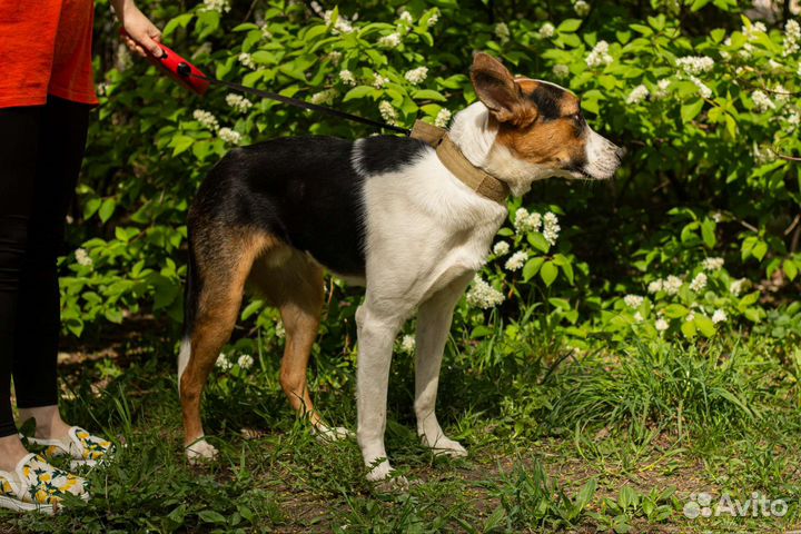 Собака в добрые ручки