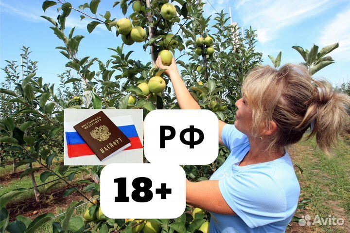 Сотрудники на сбор яблок вахта Липецк