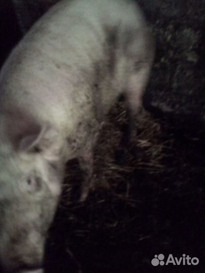 Хряк и свиноматка