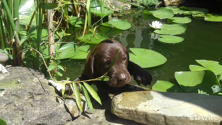 Щенки курцхаара