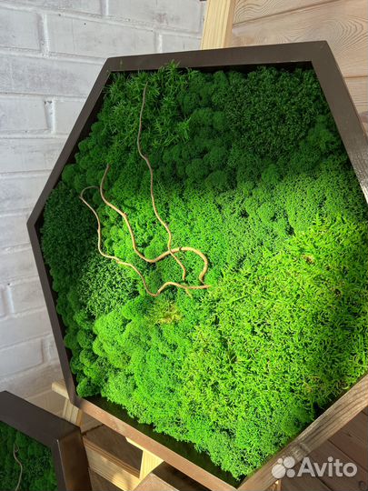 Панели из стабилизированного мха