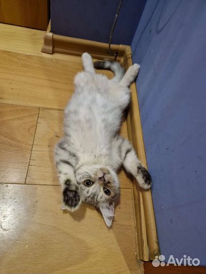 Шотландские котята, торг есть