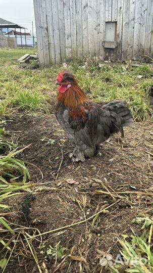 Петух карликовый кохинхин