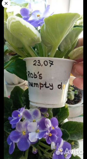 Фиалки сортовые