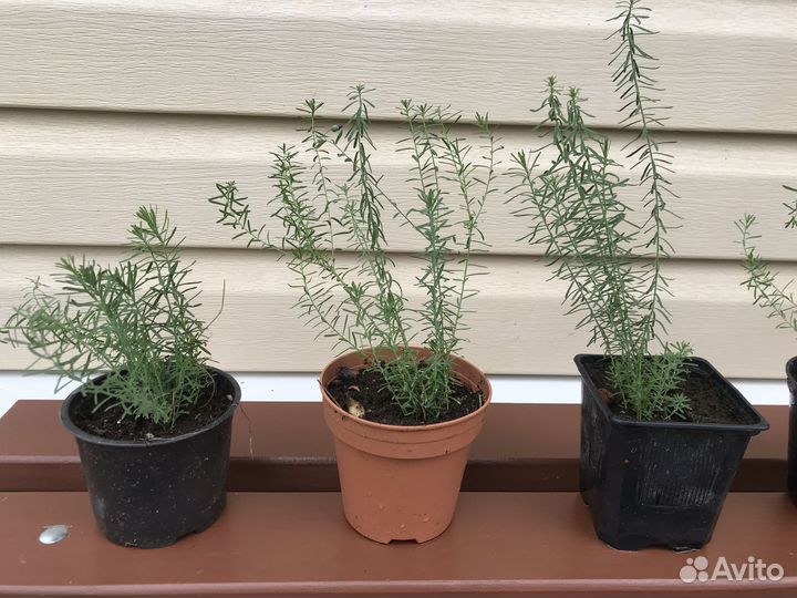 Многолетники синий лён, флокс, хосты