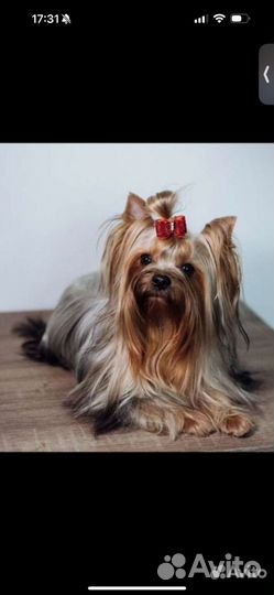 Йорк на вязку