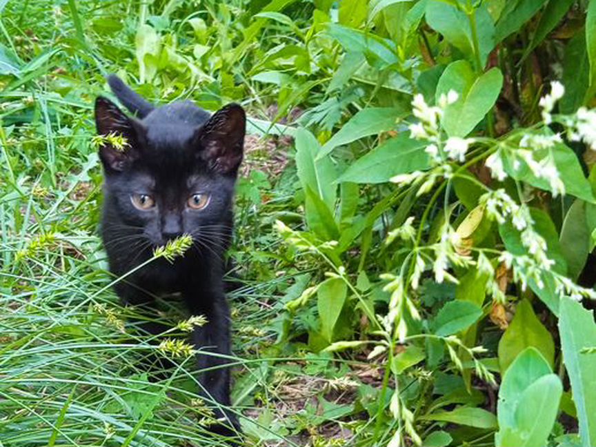 Котята в добрые руки бесплатно две девочки