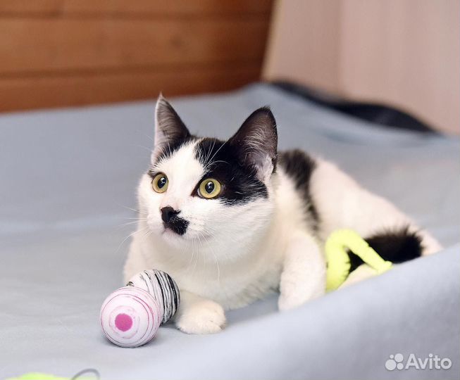 Выбросили домашнего котенка ищем дом