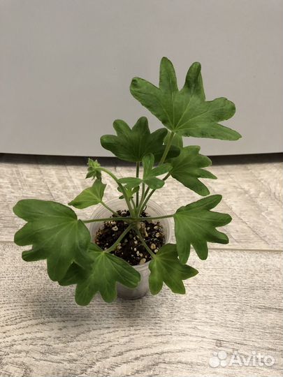 Пеларгония звездчатая