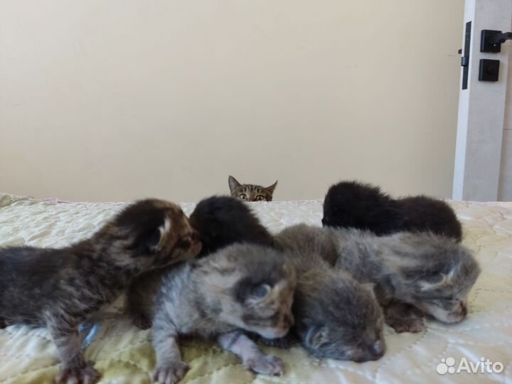 Кошка в добрые руки в дар