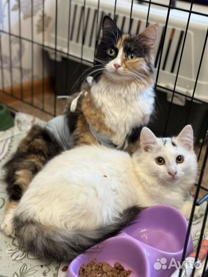 Ксюша очень ждет своих мам- пап