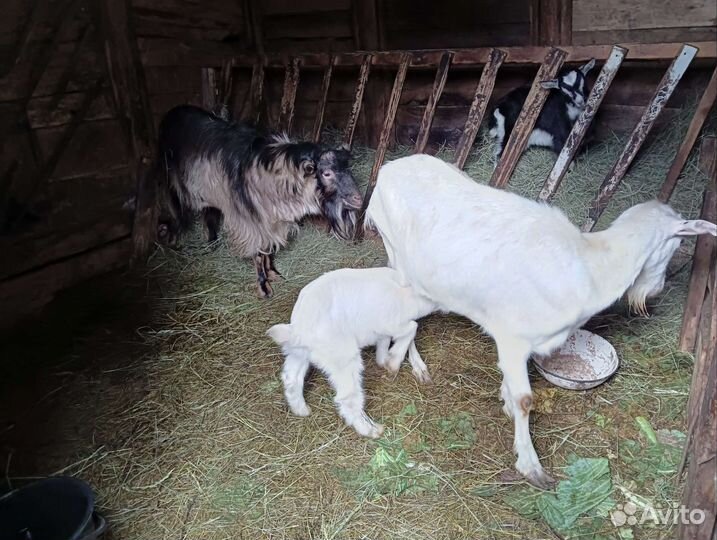 Дойная коза