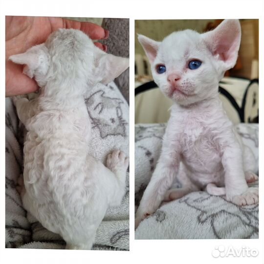 Котята девон-рекс