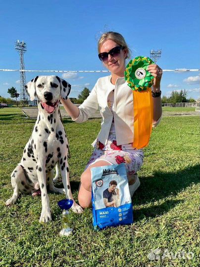 Хендлер. Подготовка собак к выставкам. Хендлинг