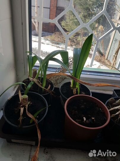 Комнатные растения