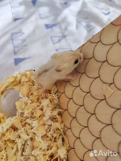 Джунгарский хомяк