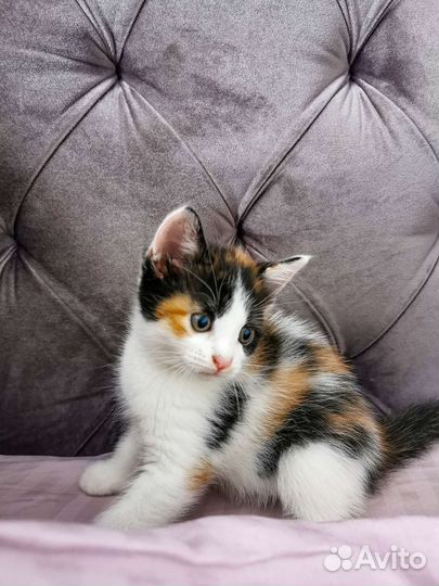 Котята ищут дом